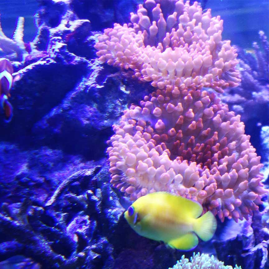 Lebende Korallen